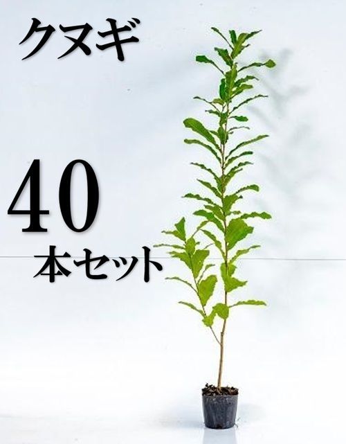 40本セット クヌギ樹高0.8m前後10.5cmポット