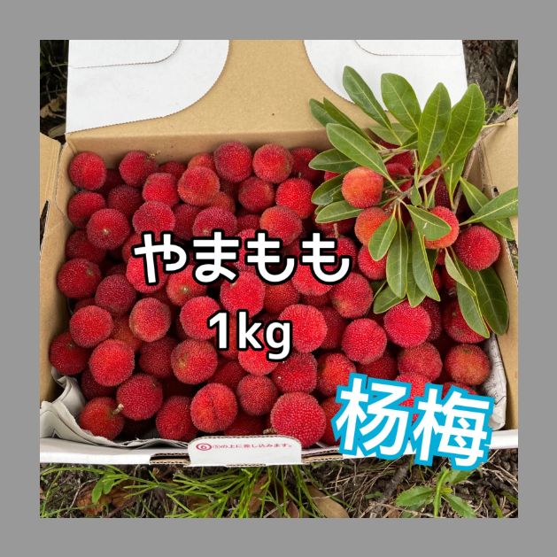 訳あり　やまもも　1キロ やまもも☆1キロ ヤマモモ果物 杨梅 - メルカリ