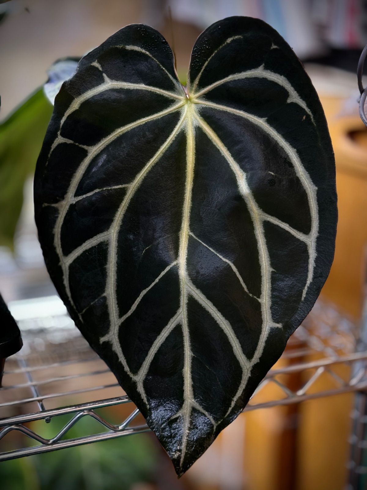 Anthuroom】Anthurium carlablackiae seedling (RA5 x RA10 x Scott