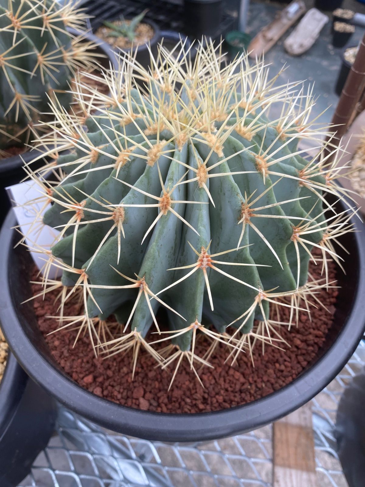 フェロカクタス 王冠竜 8号 厳選品 10