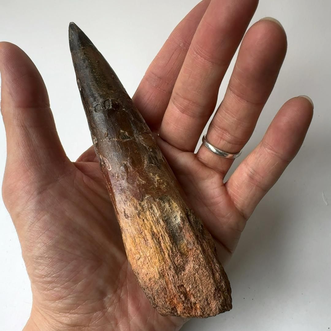 スピノサウルス 歯の化石 実物 楽天市場】【送料無料】【スピノサウルス/化石/歯/恐竜】博物館