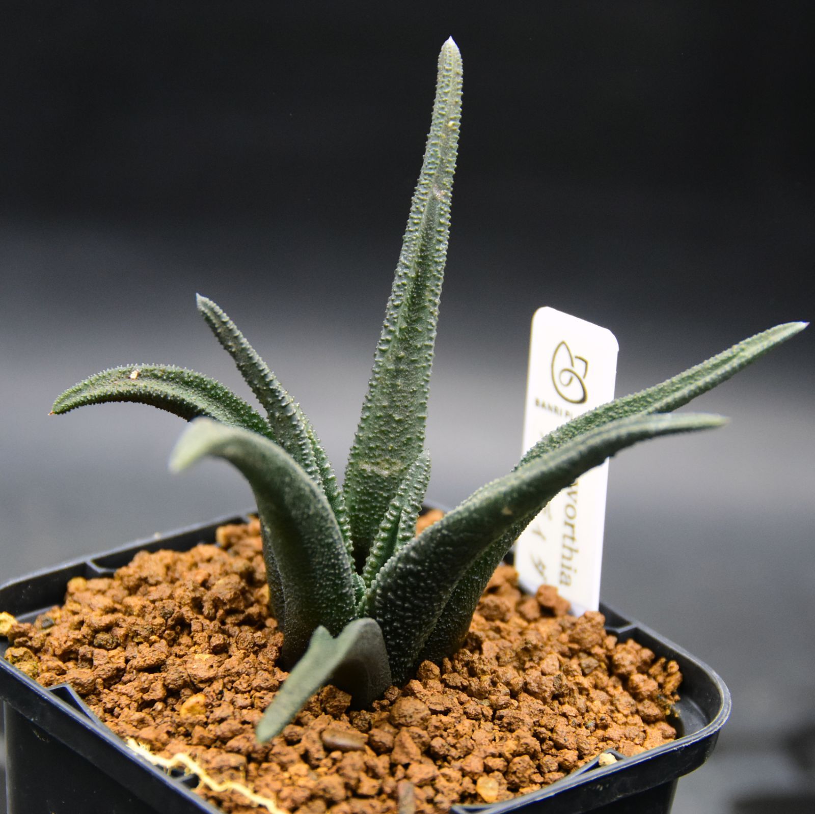 勲章（旧日本軍） ○日本の勲章/日本軍/徽章＊昭和大禮記念章2個