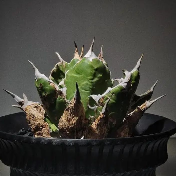 多肉植物 【特選】アガベ チタノタ姫厳竜強棘群生 極大株 横幅27cm 3 多肉植物 【特選】アガベ チタノタ姫厳竜強棘群生 極大株 横幅27cm 3