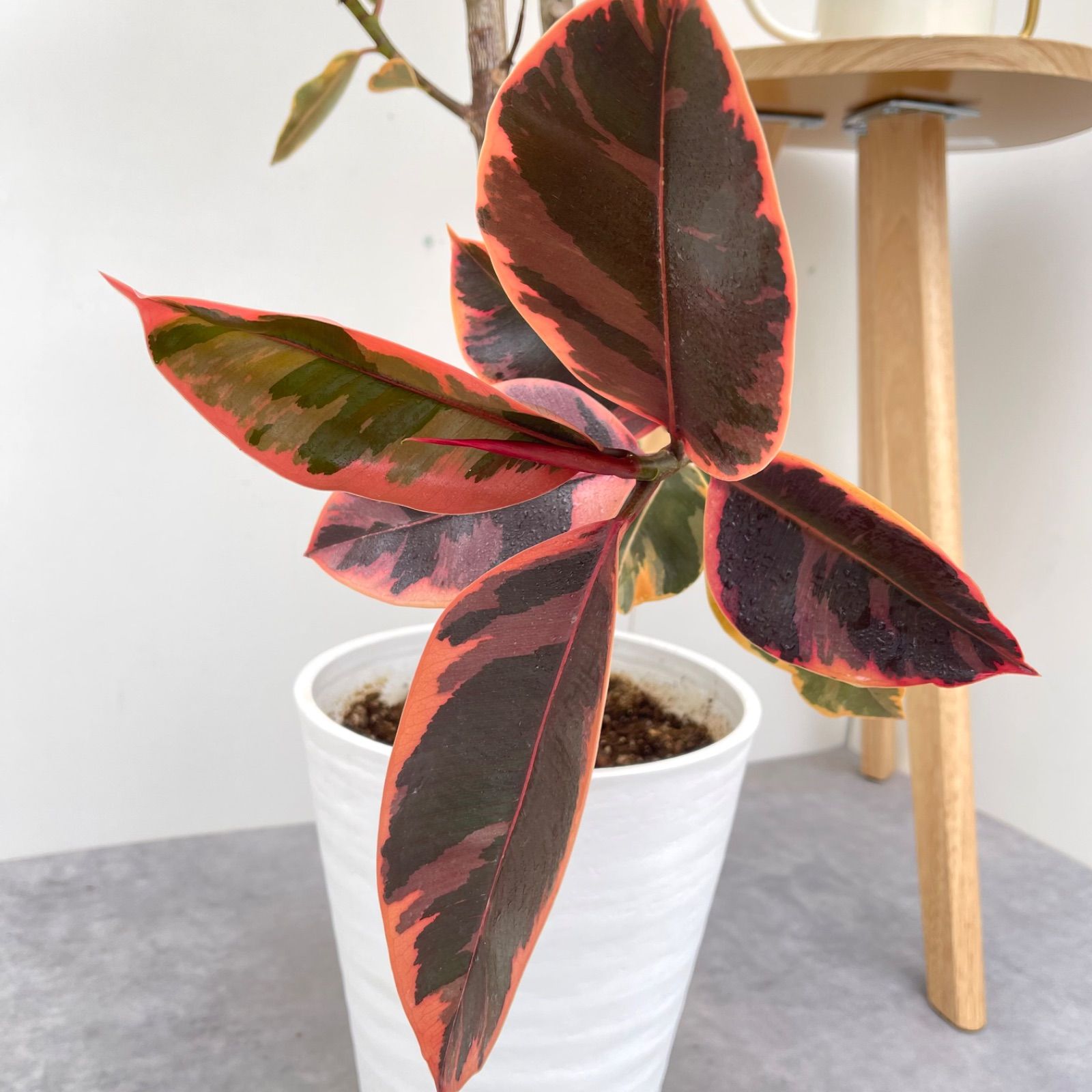 現品 観葉植物