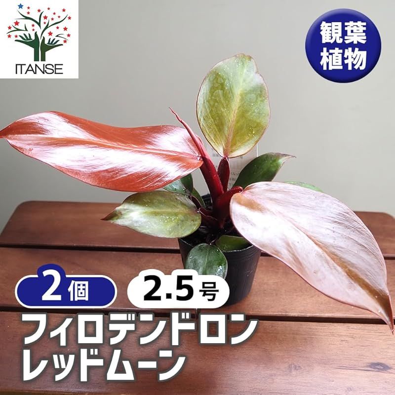 学名 Philodendron