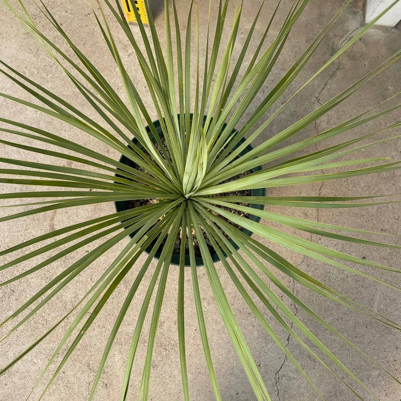 新品未使用！プーマツアーモデルゴルフシューズ　27.5cm ユッカ ロストラータ 【y05】観葉植物 ドライガーデン 鉢付き