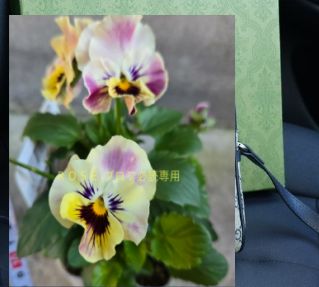 (̳ˆ_ ̫ _ˆ ̳)￤プロフ必読 Mifuyu🌼🍮 on X: 