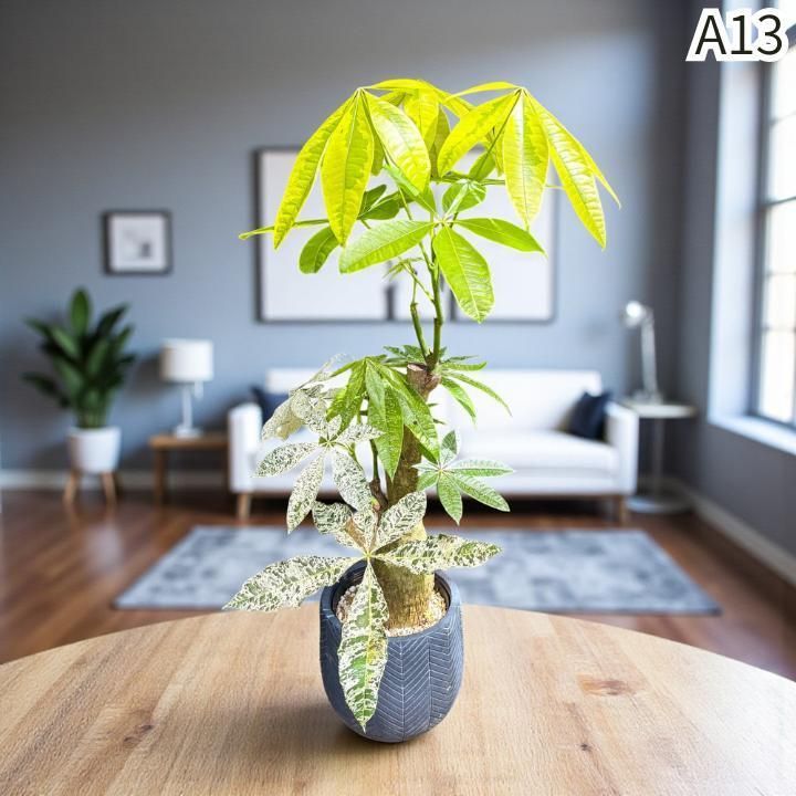 パキラ ミルキーウェイ × ムーンライト｜塊根風パラソル樹形A12