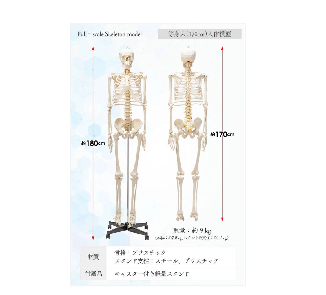 等身大 人体模型 170cm 神経根有り 全身骨格模型 骨格標本 等身大人体模型 170cm 神経根有り全身 骨格模型人骨模型全身模型