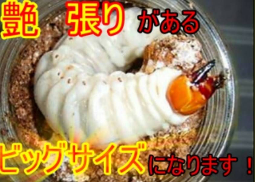 極上！菌糸ブロック6個 ヒマラヤひらたけ☆オオクワガタでギネスサイズ