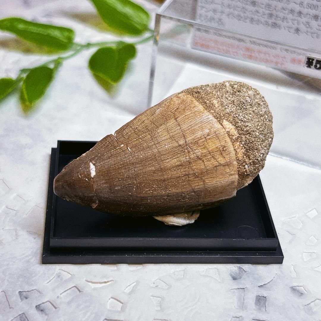 化石 モササウルスの歯　約３cm　４２個セット　No.1331 71sM621HUEL._UF350,350_QL50_.jpg