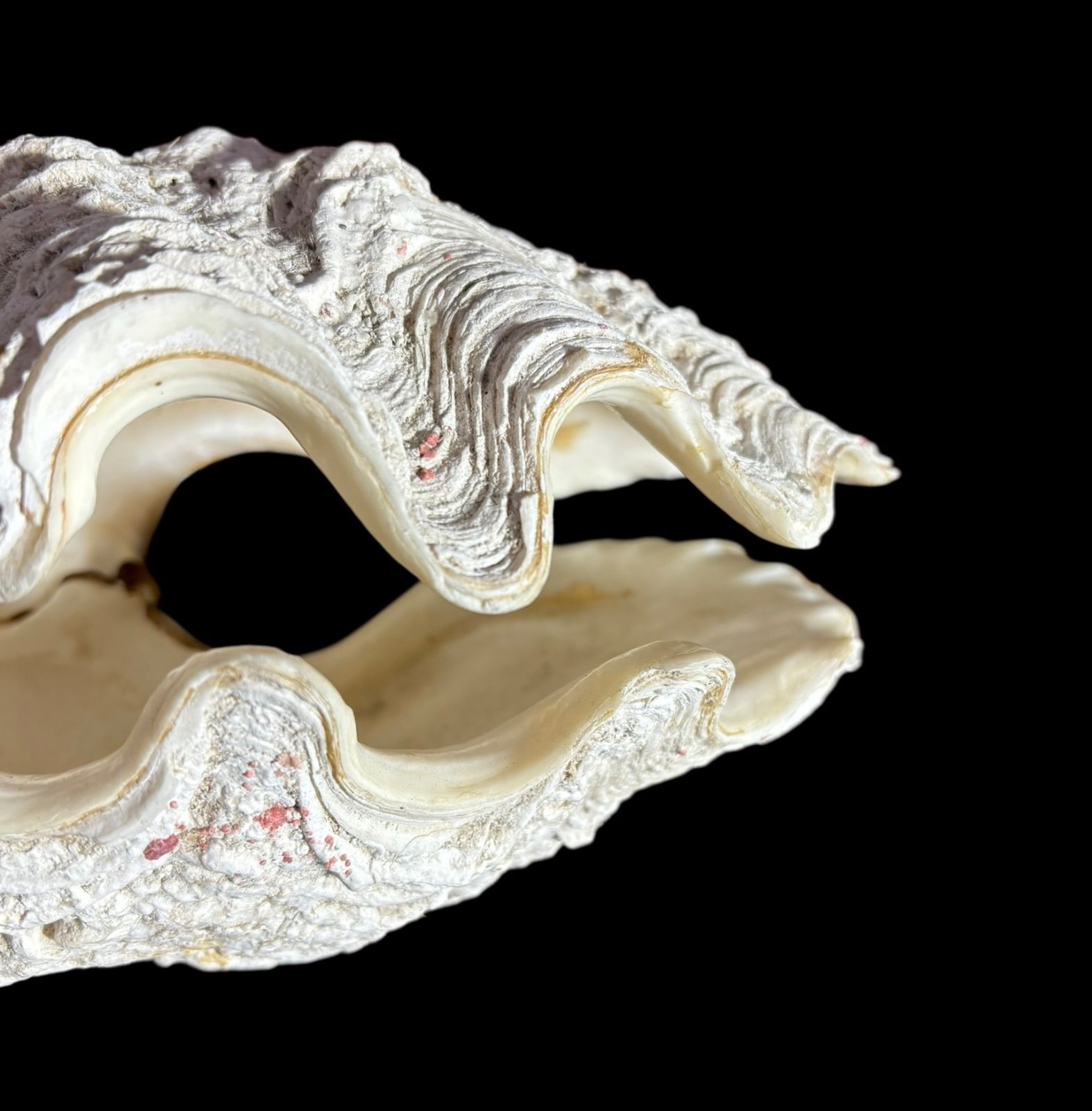 超大型 シャコガイ 貝殻 ディスプレイ インテリア 置物 オブジェ 約60kg 超大型 シャコガイ 貝殻 ディスプレイ インテリア 置物 オブジェ