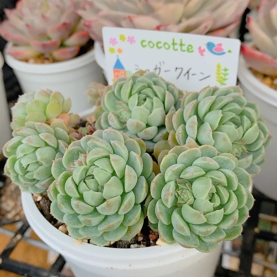 シュガークイーン 多肉植物 韓国苗 大群生❣ - メルカリ