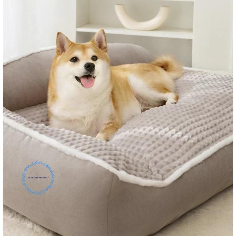 柴犬