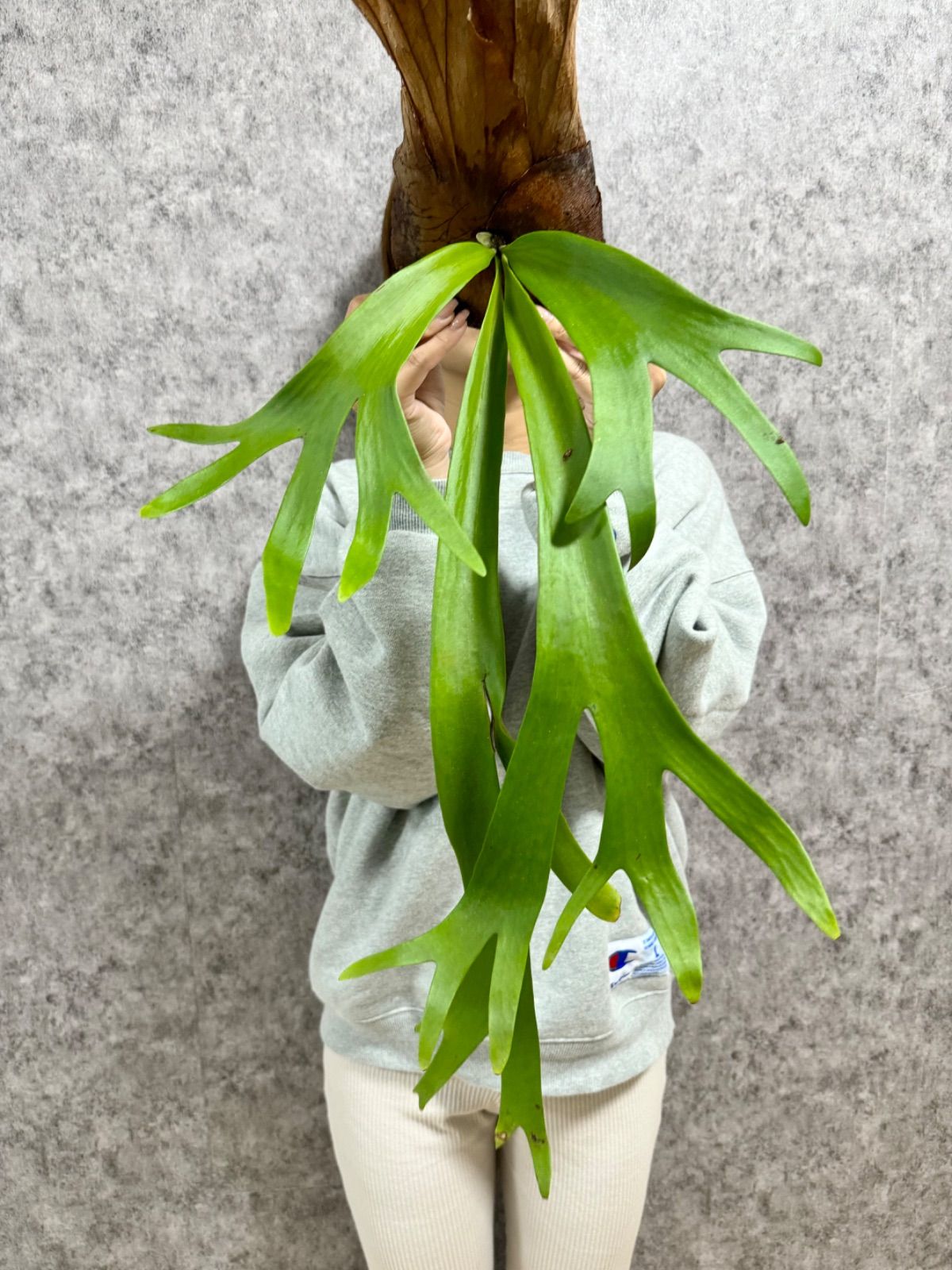 A23 ▽P.willinckii Wild Java▽ ジャワ島産 ウィリンキー