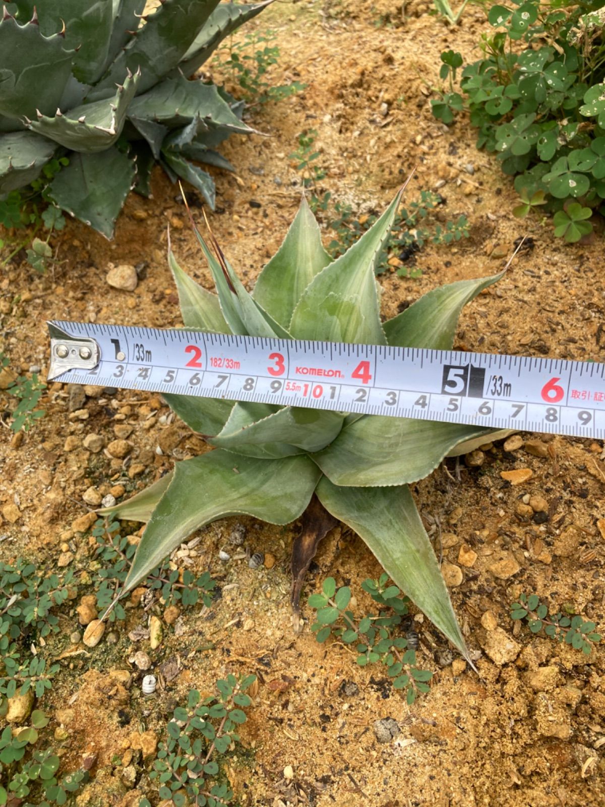 専用』 オバティフォリア バンジー錦 agave アガベ オバティ