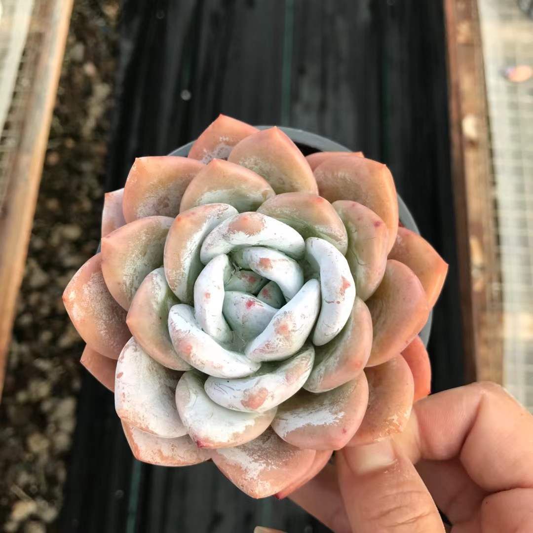 SKL1232×36 ムセツ 抜き苗 多肉植物 アエオニウム エケベリア 韓国苗 STEELWINDOWSANDDOORS_COM