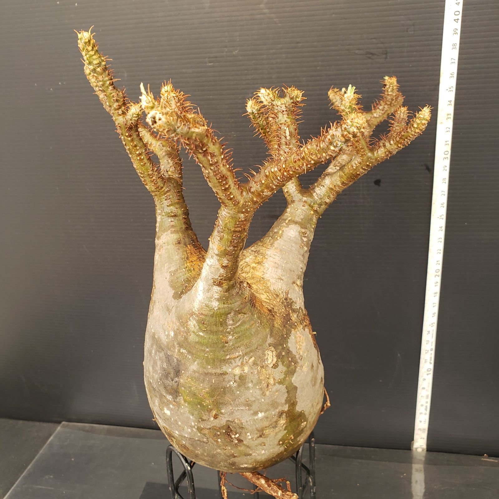 M586【最新到着】Pachypodium グラキリス（ML）（現地球・抜き苗