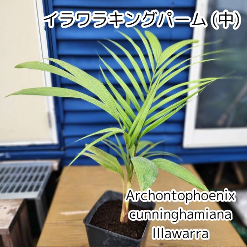 着物と帯 時流】O24-41◇七五三 7才女の子着物+長襦袢◇正絹 百貨店取扱