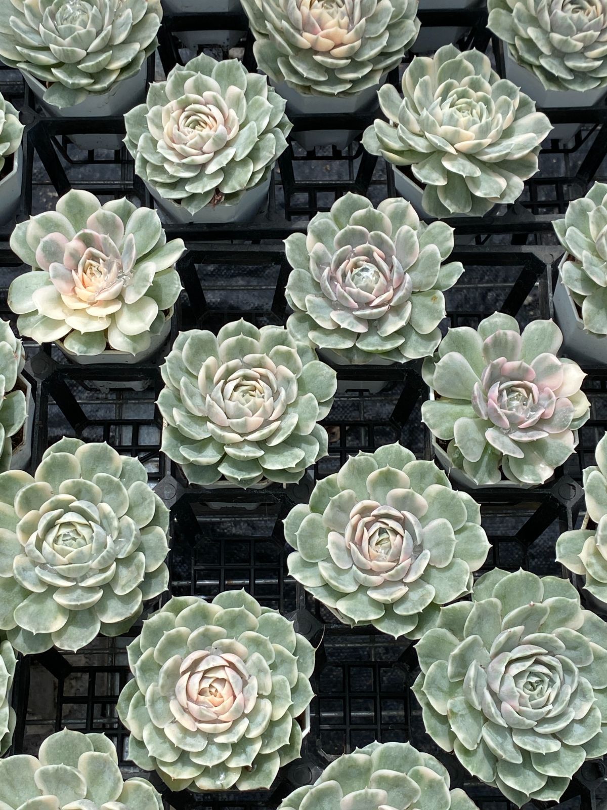 抜き苗 多肉植物