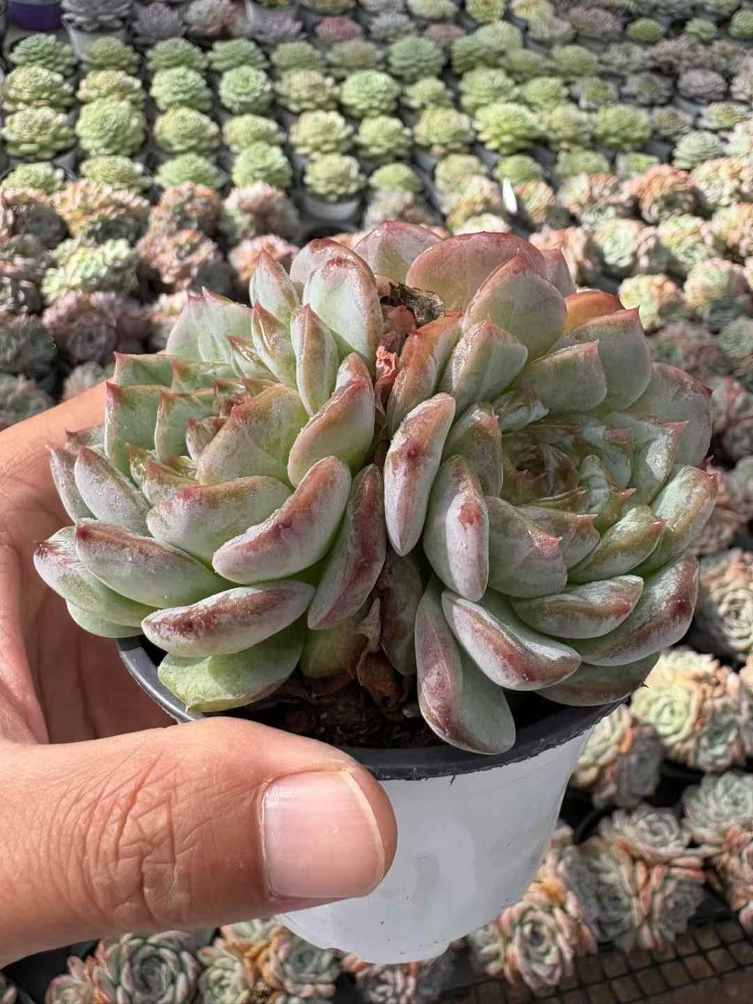 12株の抜き苗セット】アイスラブリーローズ 多肉植物 佐川急便発送