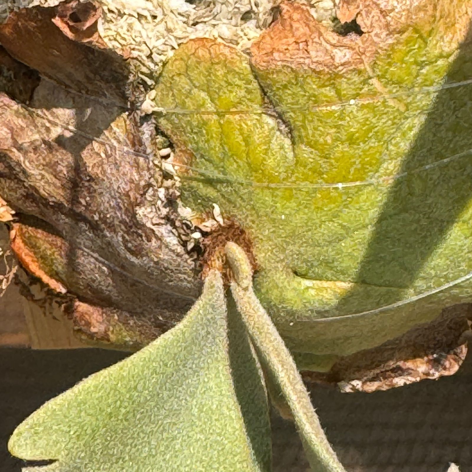 p. willinckii omg spore ビカクシダP.willncky dwarf OMG spore