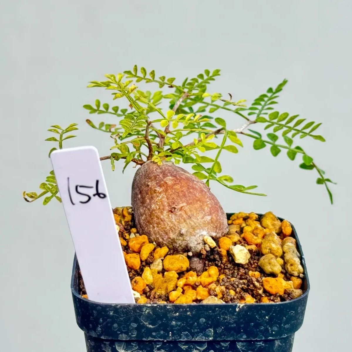 梶 進 「白いドレス」、限定画集より、藤島 武二、新品額装付