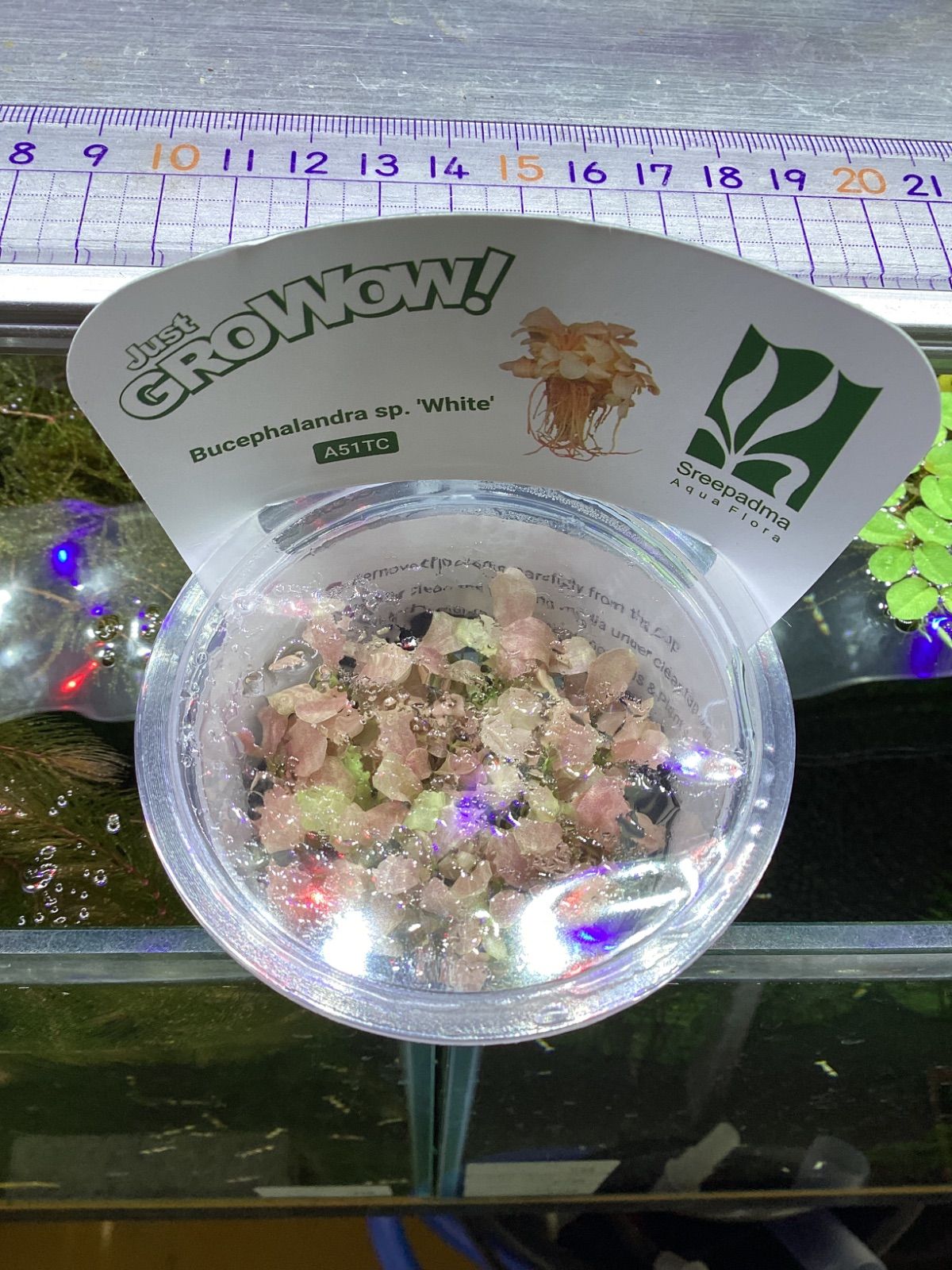 ブセファランドラsp.''White'' 組織培養 - メルカリ