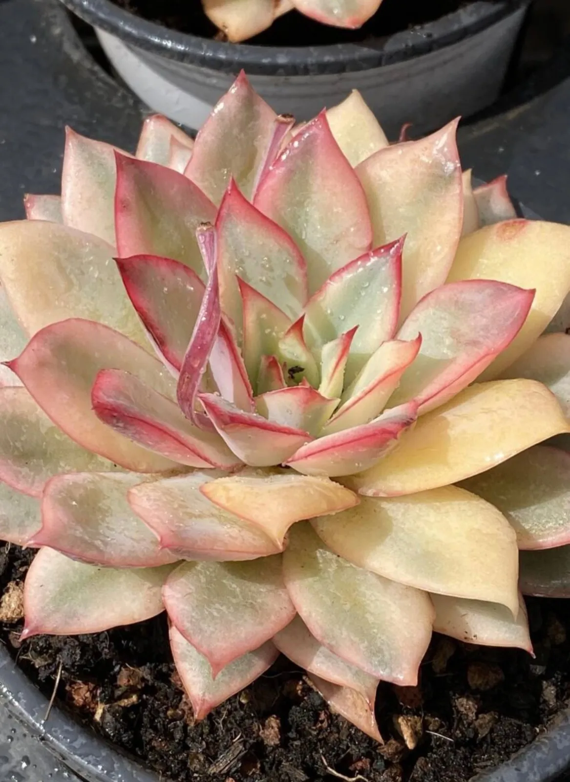 2025年最新】ムーンガドニス錦の人気アイテム - メルカリ