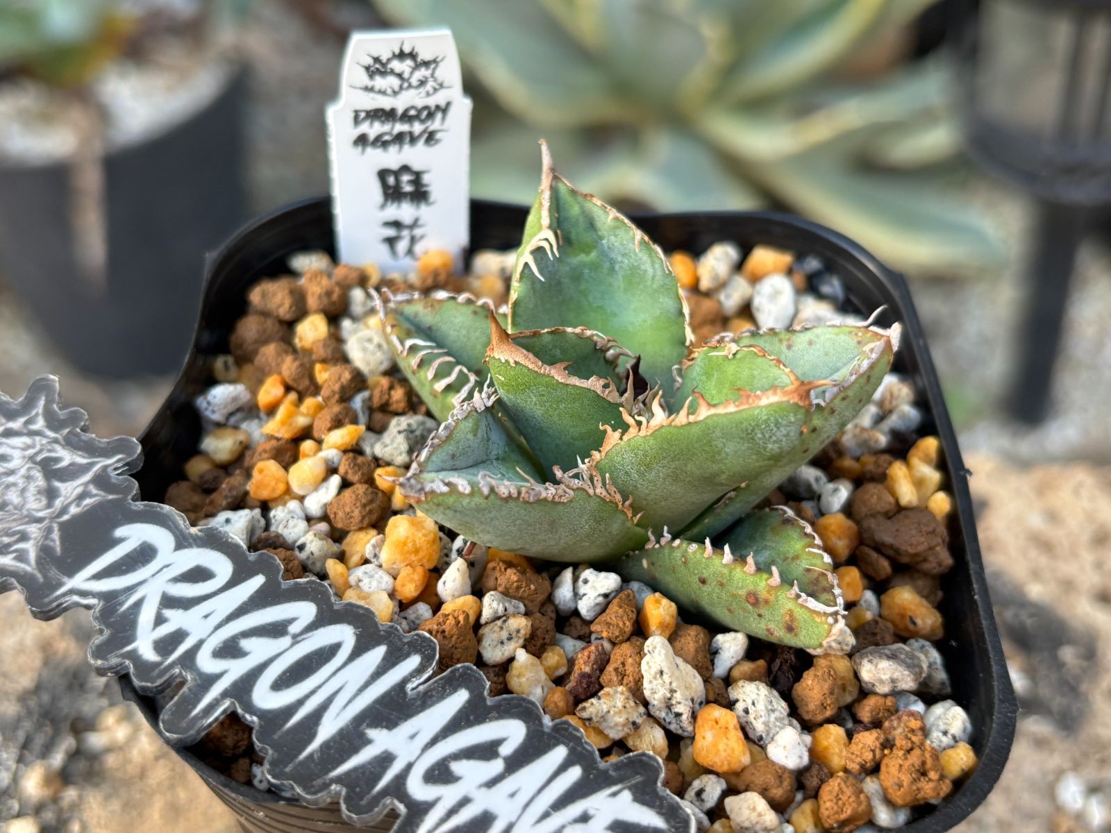 Dragon Agave産》アガベ チタノタ '麻花'（'麻花龍'）｜台湾