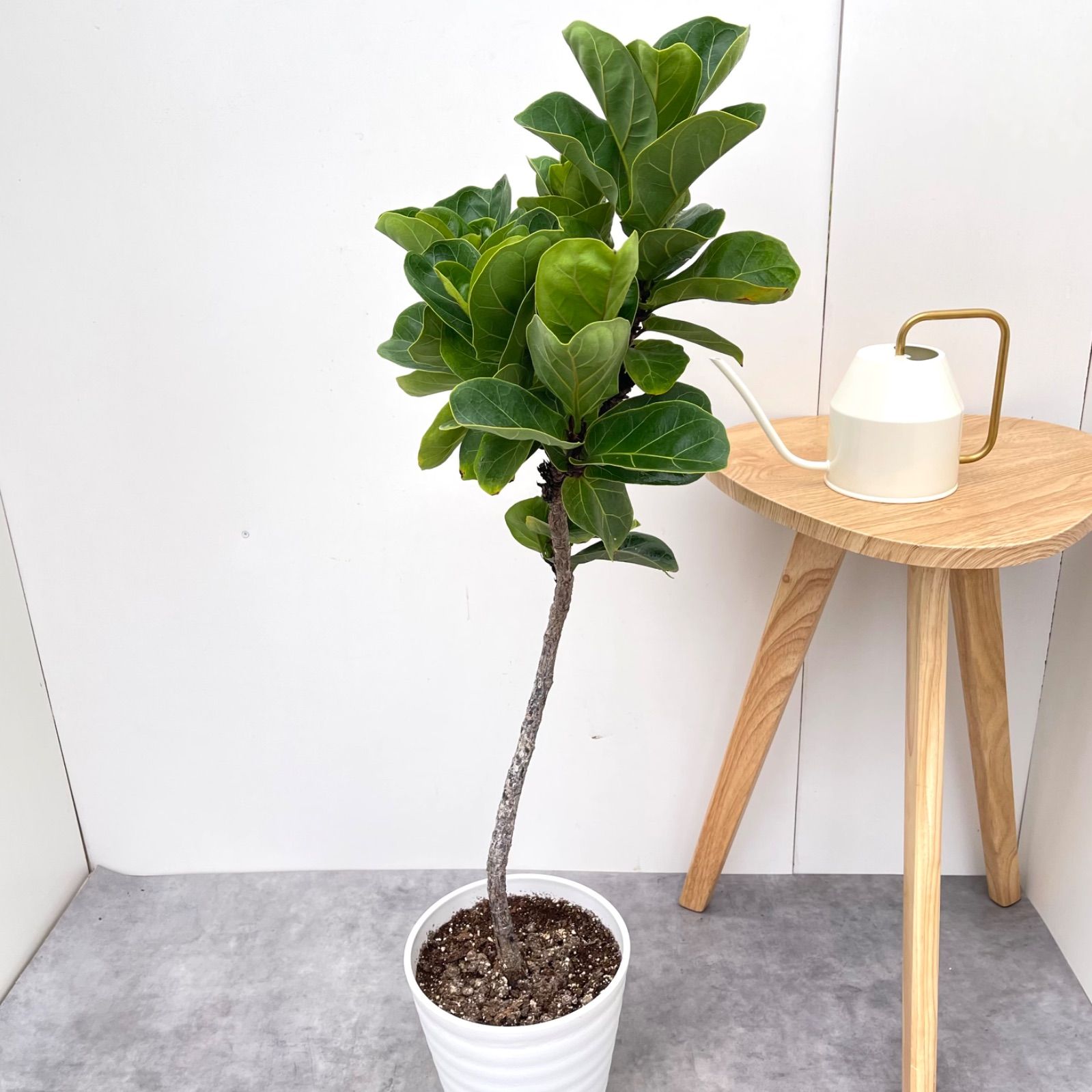 カシワバゴム バンビーノ 曲がり 3 現品 観葉植物 室内 7号 YUZUMIYA_COM