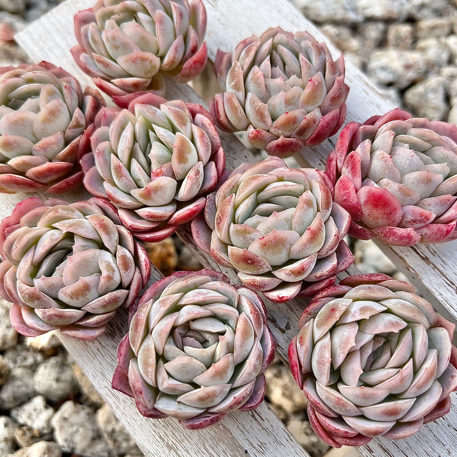 多肉植物 ラズベリーアイスhyb 韓国苗 1苗 - メルカリ