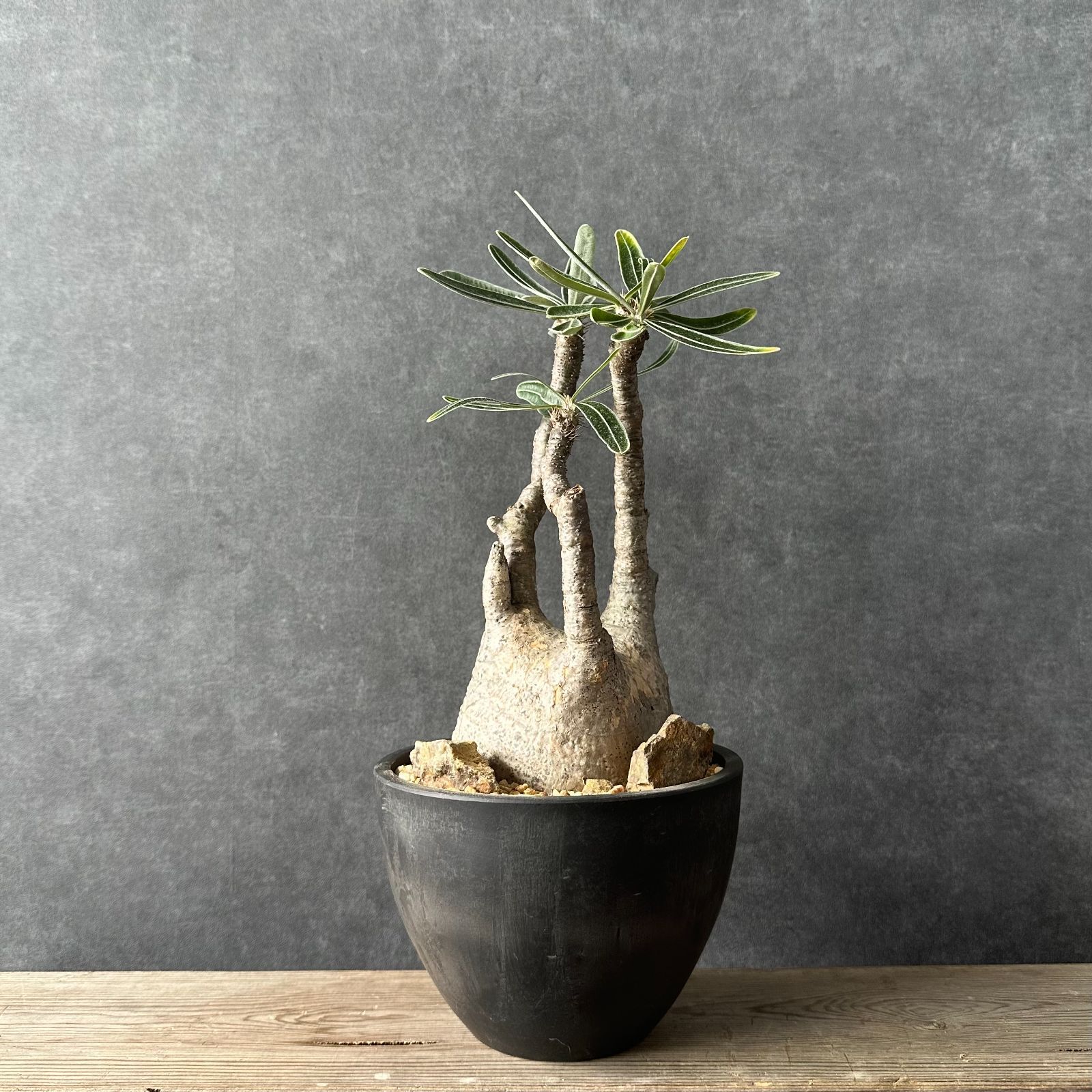 【良型】パキポディウムグラキリス　現地球　発根済　TOKYソロモンポット植え込み 現地球・発根済L】パキポディウム グラキリス ハビタットスタイル 鉢