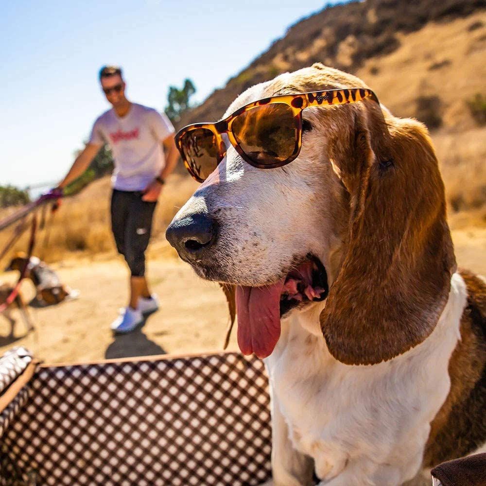 Hound
