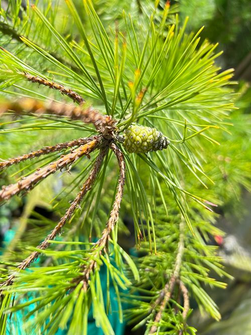 40本セット アカマツ樹高0.5m前後10.5cmポット