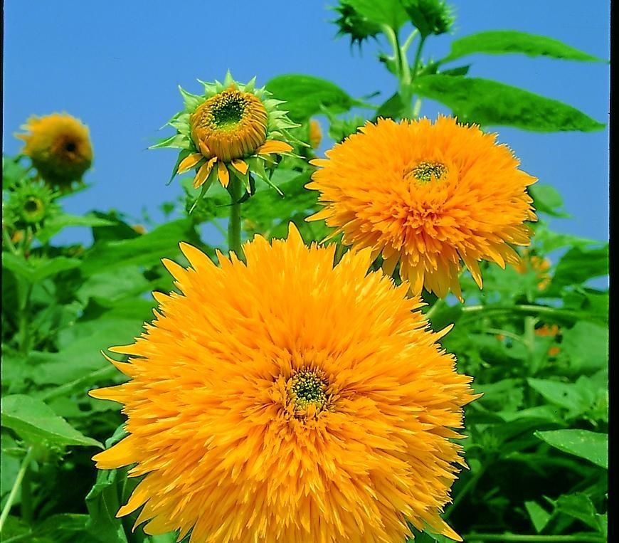 営利栽培向け 花の種 約1万粒 東北八重 豪華八重ひまわり 完全八重ヒマワリ １リットル 約１００００粒