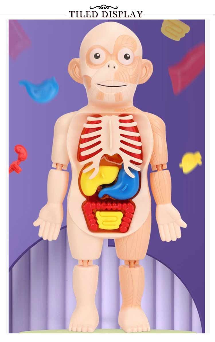人体模型 エプロン 内臓 骨格 筋肉 おもちゃ パズル 理科 知育