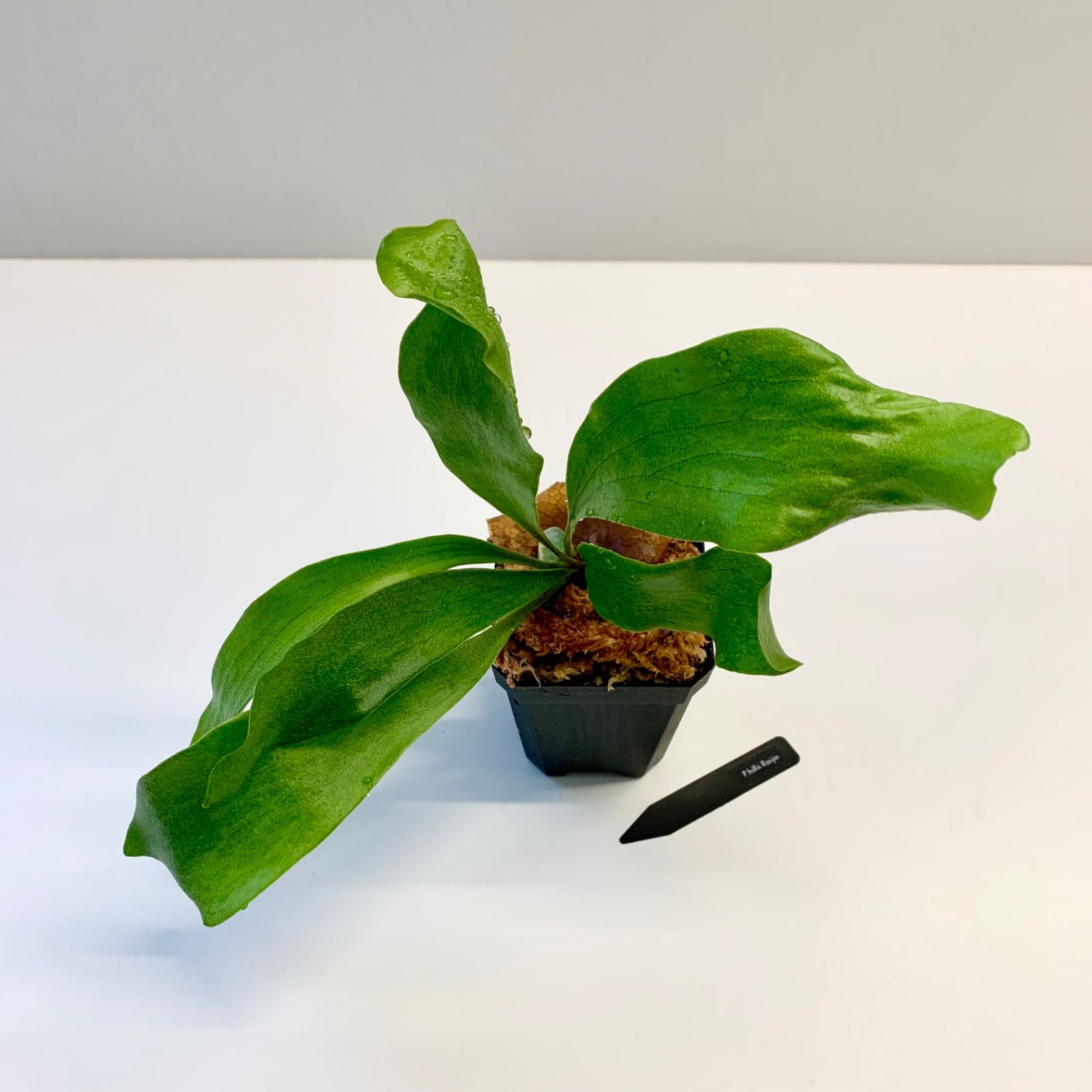 n*a様 ビカクシダ　P.hilli raijin n*a様 ビカクシダ P.hilli raijin ビカクシダ P.hilli n*a様 raijin