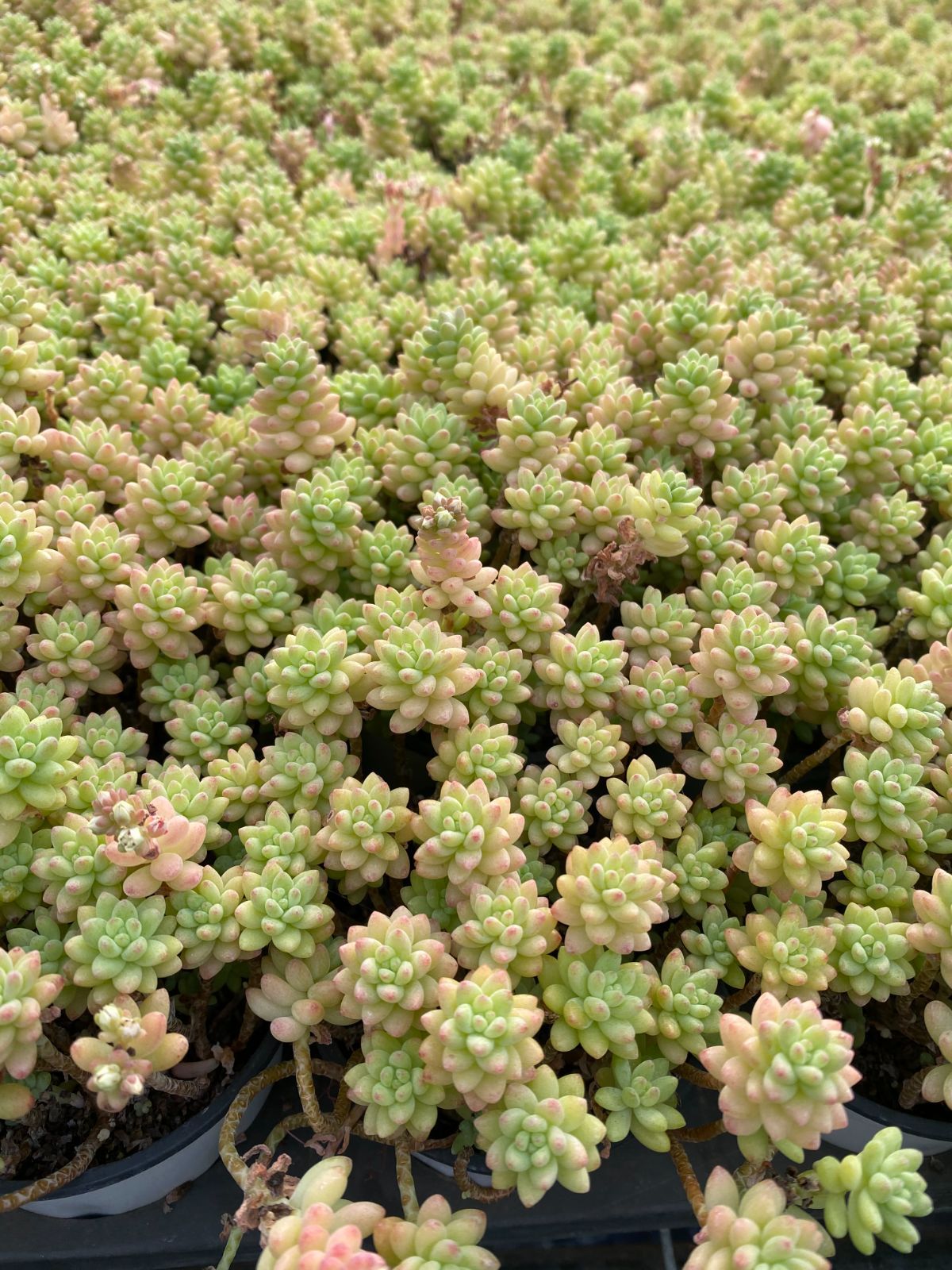 人気商品【24鉢の土鉢付きセット】花団錦！ 多肉植物 佐川急便