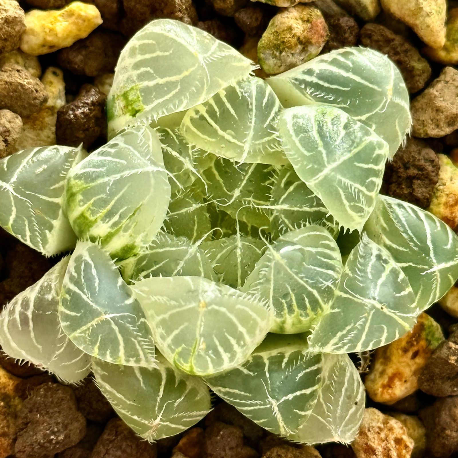 上 アロエ ハイブリッド Aloe hybrid 第四種 orc-5 アロエに似た観葉植物