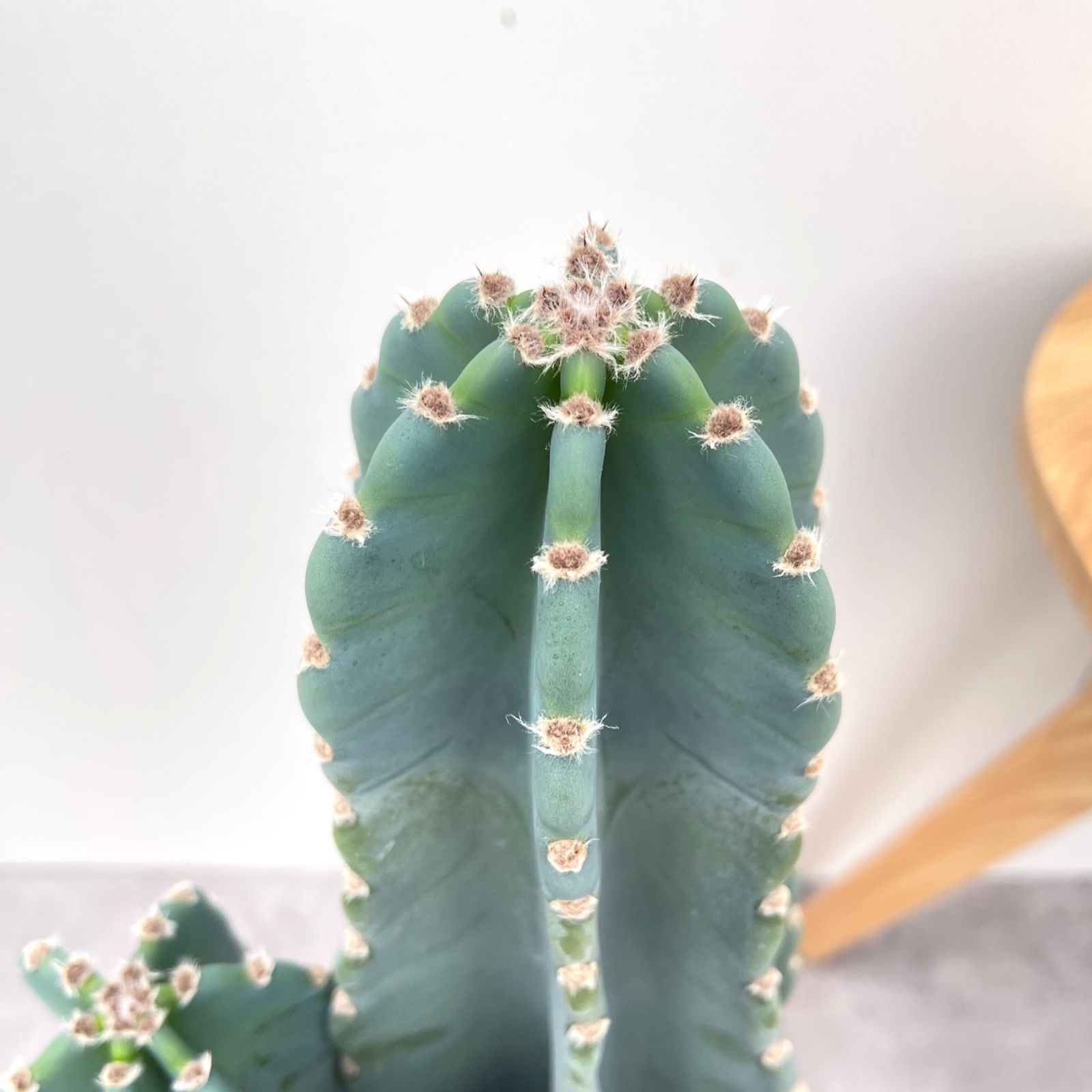 柱サボテン3本 柱サボテン 高さ120センチくらい 3本植え 8号