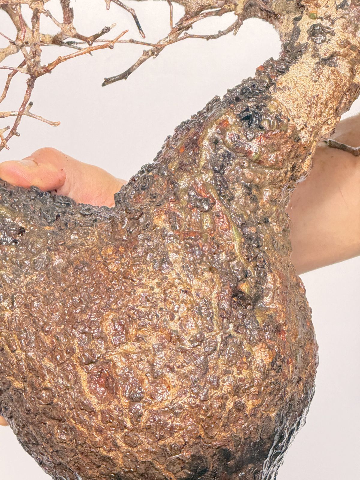 Madagascar オペルクリカリア