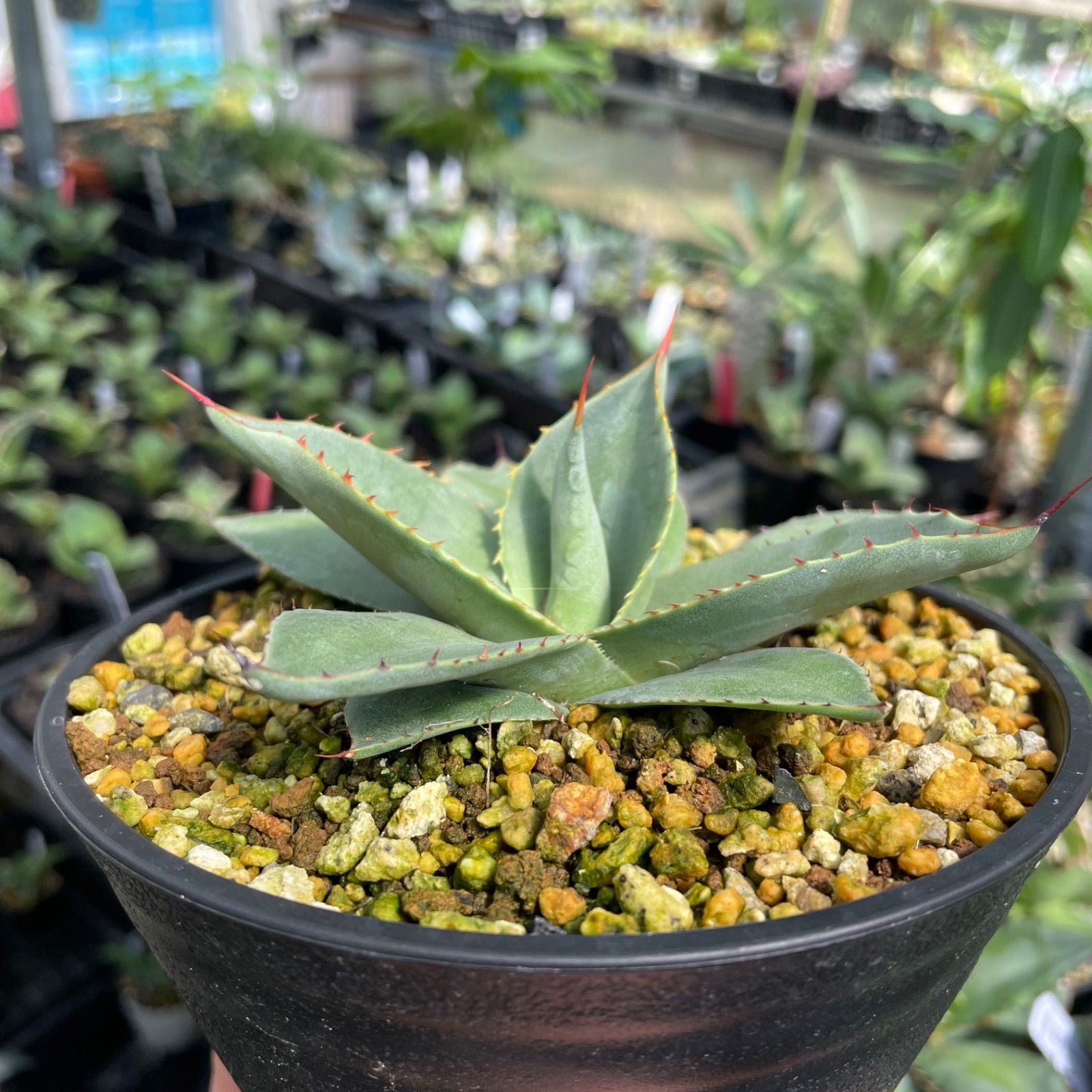 1月入荷 オテロイ 種子 種 証明書あり 5000粒 チタノタ アガベ