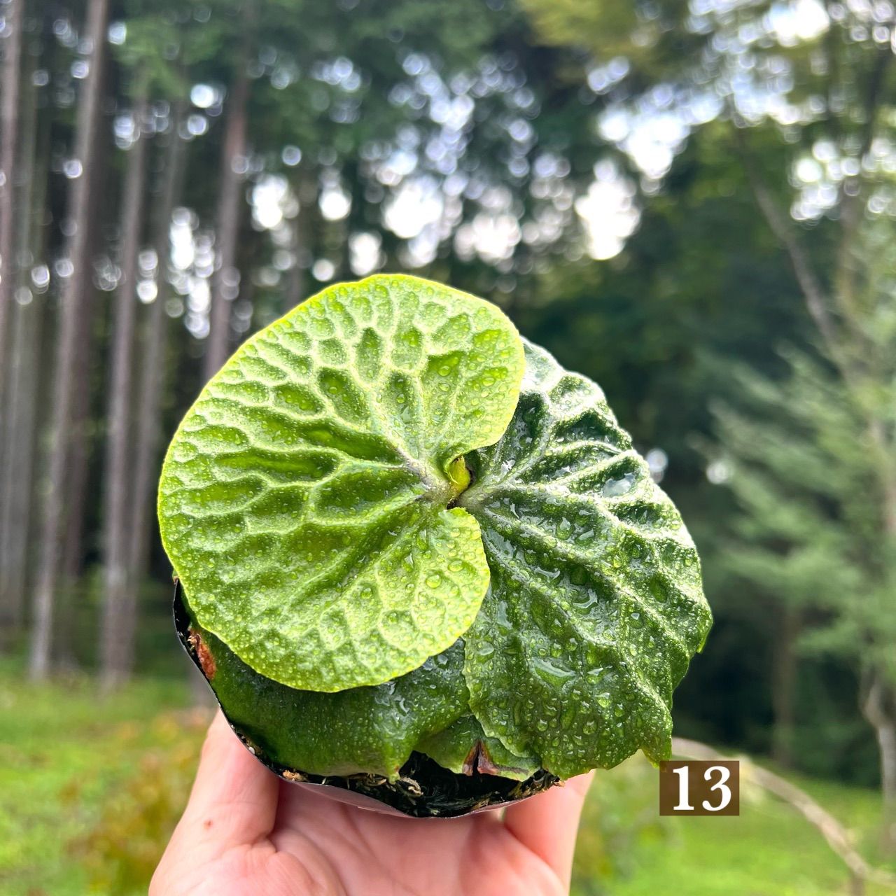 ビカクシダ リドレイ マダガスカリエンセなど - 植物/観葉植物