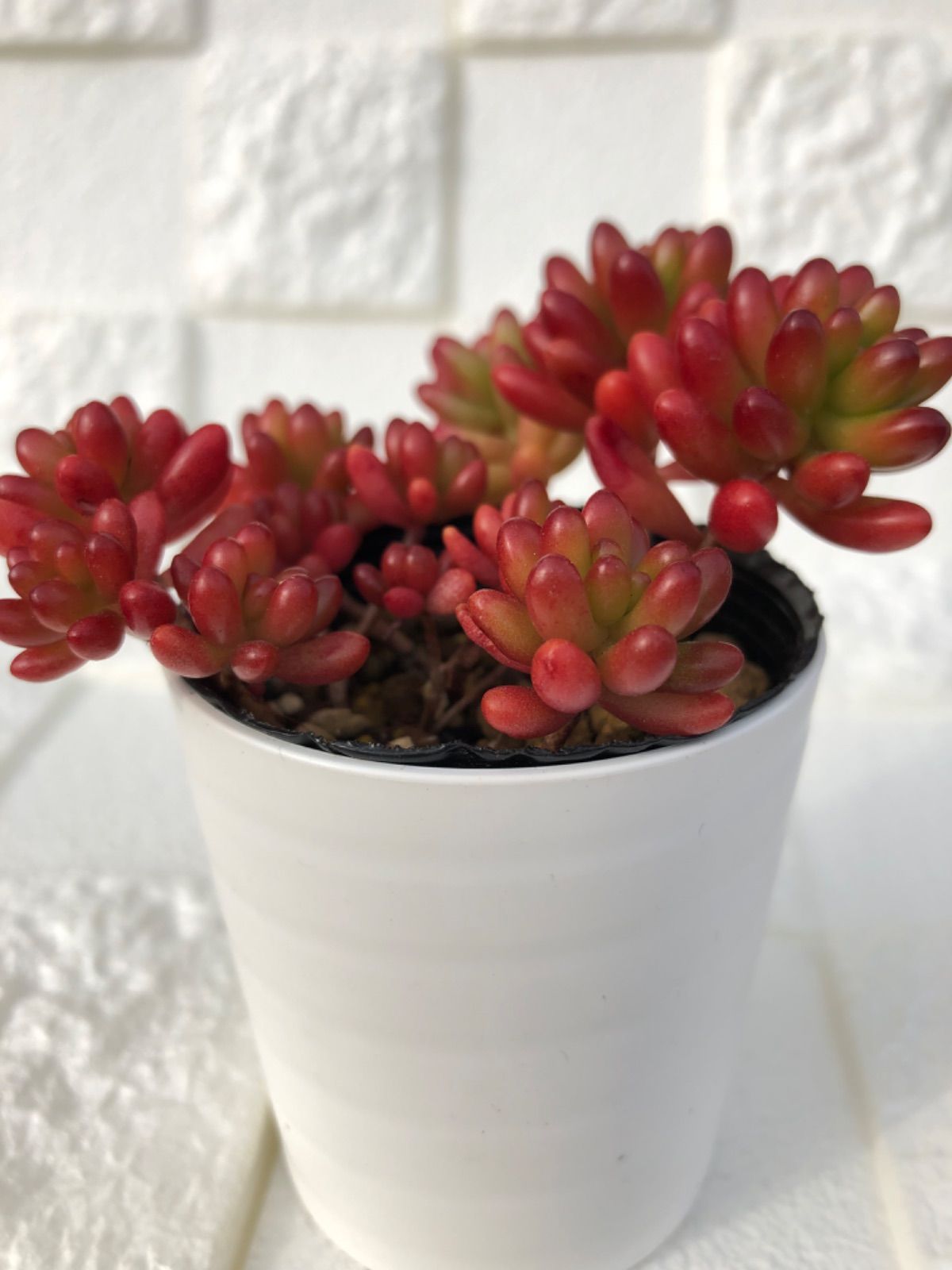 多肉植物✩.*˚虹の玉 抜き苗