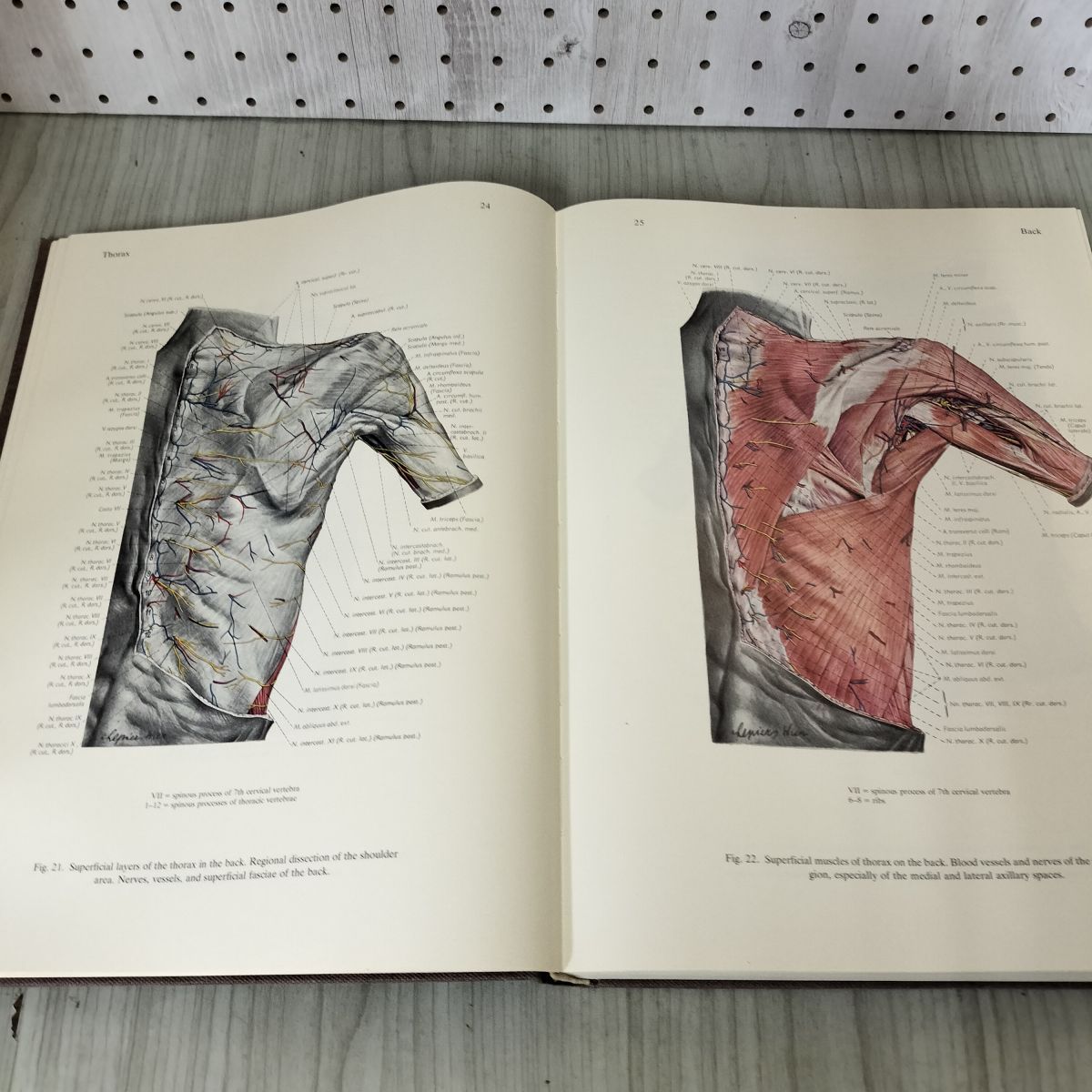 Pernkopf Atlas of Topographical and Applied Human Anatomy 2nd Edition ペルンコップ アトラス 英語版 洋書  医学書 解剖図譜 160024 Pernkopf Anatomy, Second Edition: Atlas of Topographical and