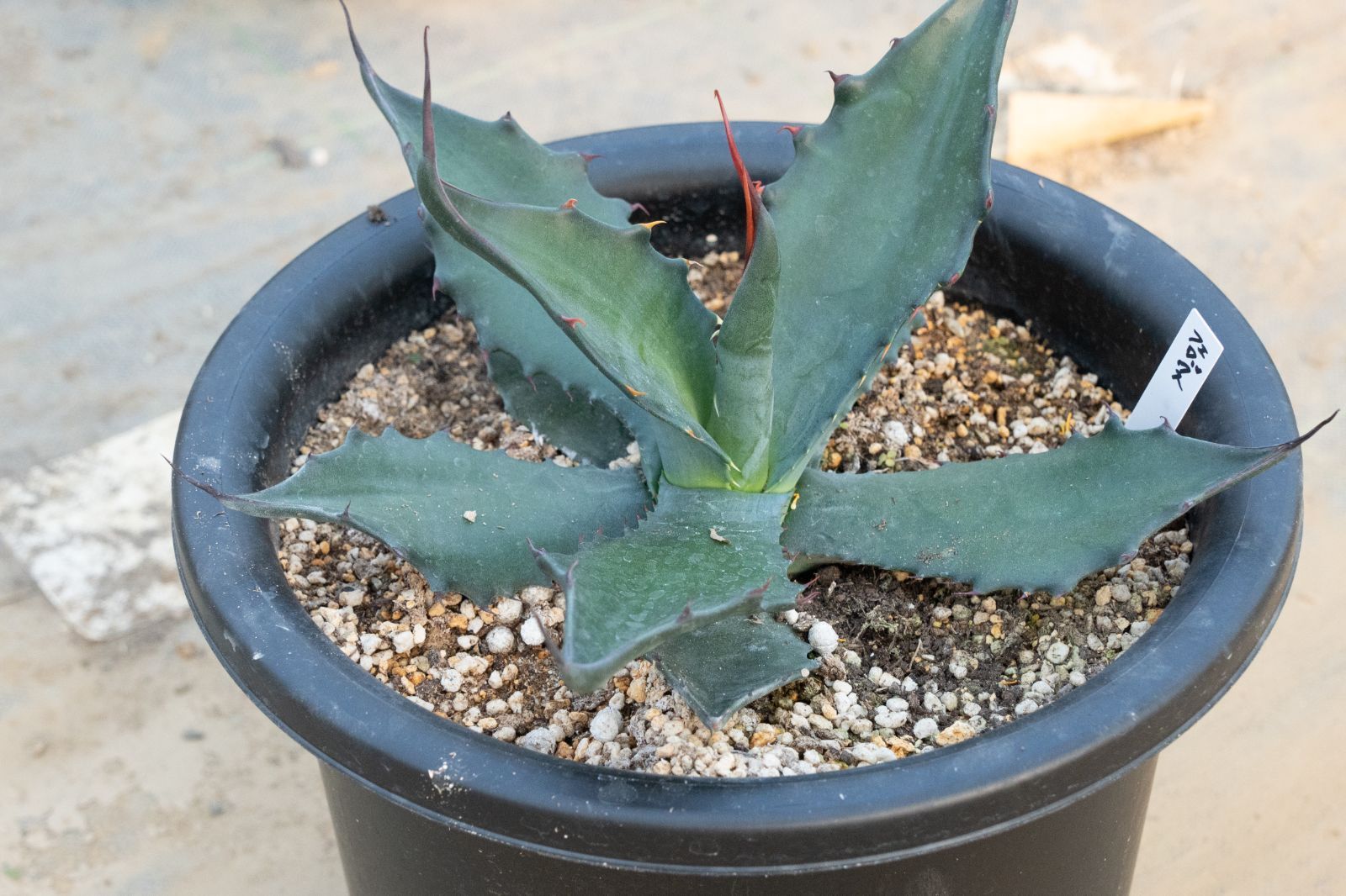 Platycerium 'Mr.Yot hybrid' OC pup ビカクシダ Platycerium 'Mr.Yot hybrid' OC pup ビカクシダ