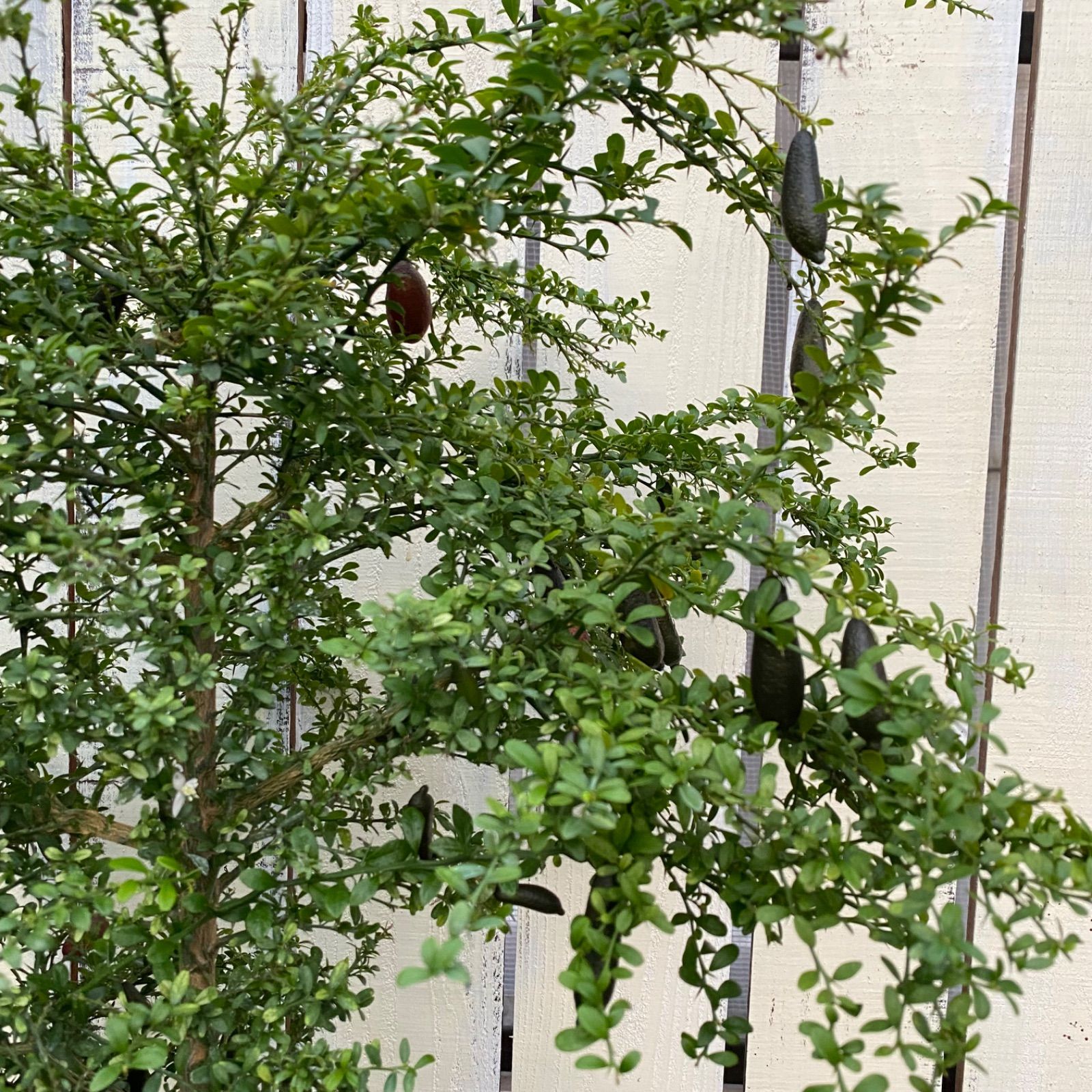 フィンガーライム リトルルビー 実付き YUZUMIYA_COM