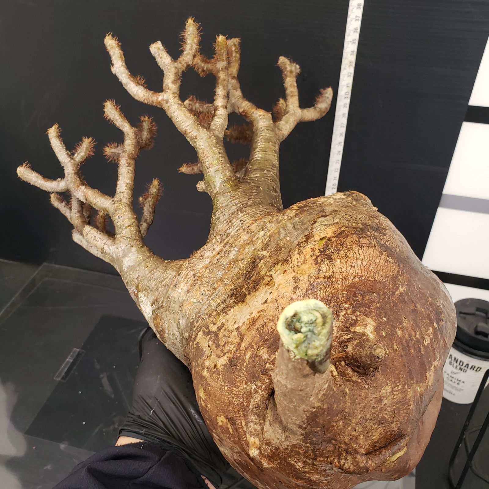 楽天市場】観葉植物/パキポディウム：グラキリス（発根済み株