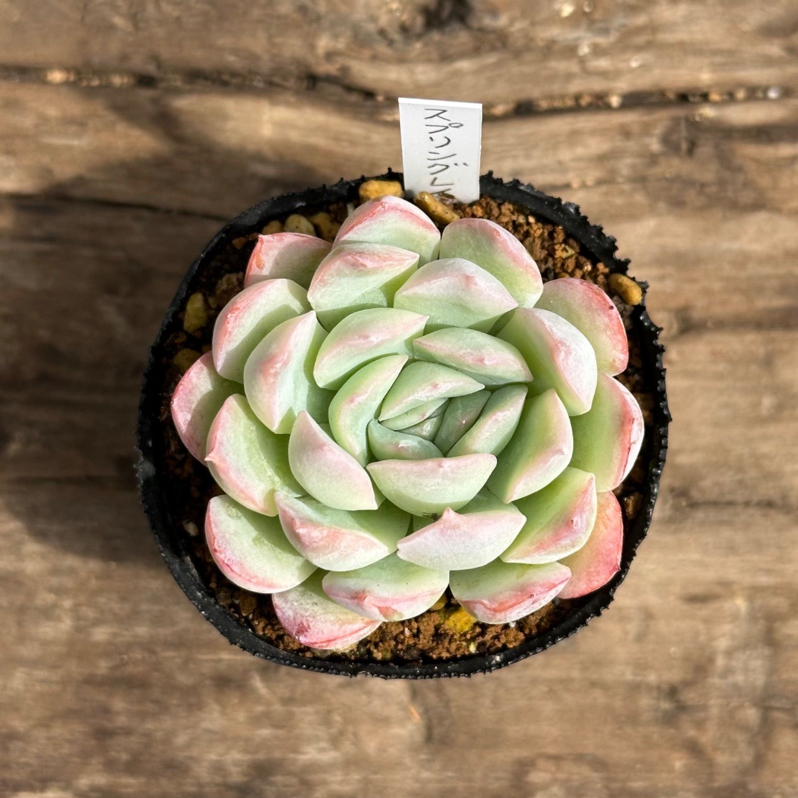 このか様♡専用ページ♡計4点♡多肉植物 6-6】多肉植物4点セット（現品限り） - メルカリ